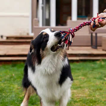 Practice Dog Bite Image